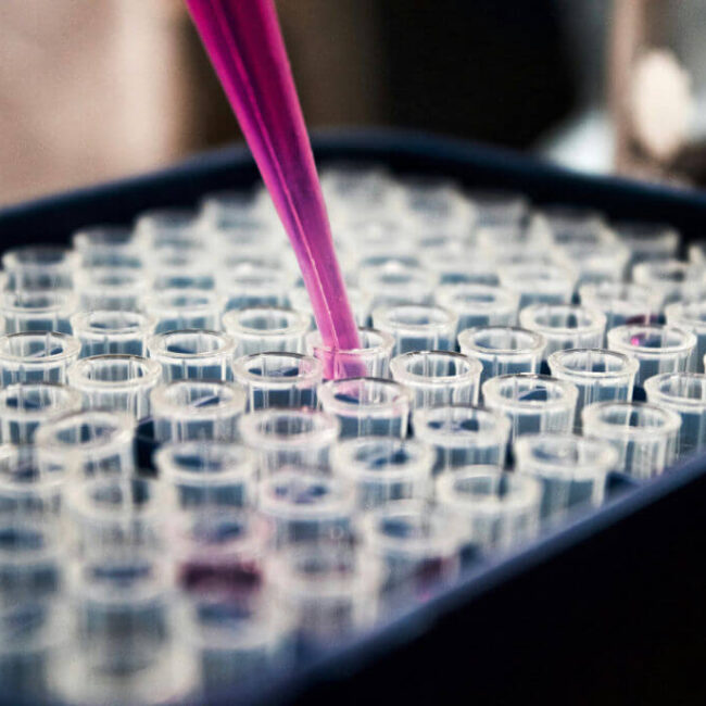 A close-up of a pipette dispensing a pink liquid into a tray filled with small, transparent test tubes.