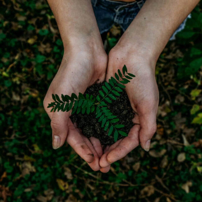 Hands holding soil with a small green plant growing from it.